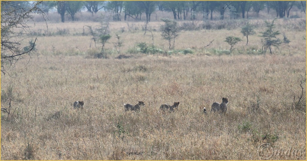 3.1DXb1833CheetahsGrumeti'16(7.5x3.9,150cpyrt)