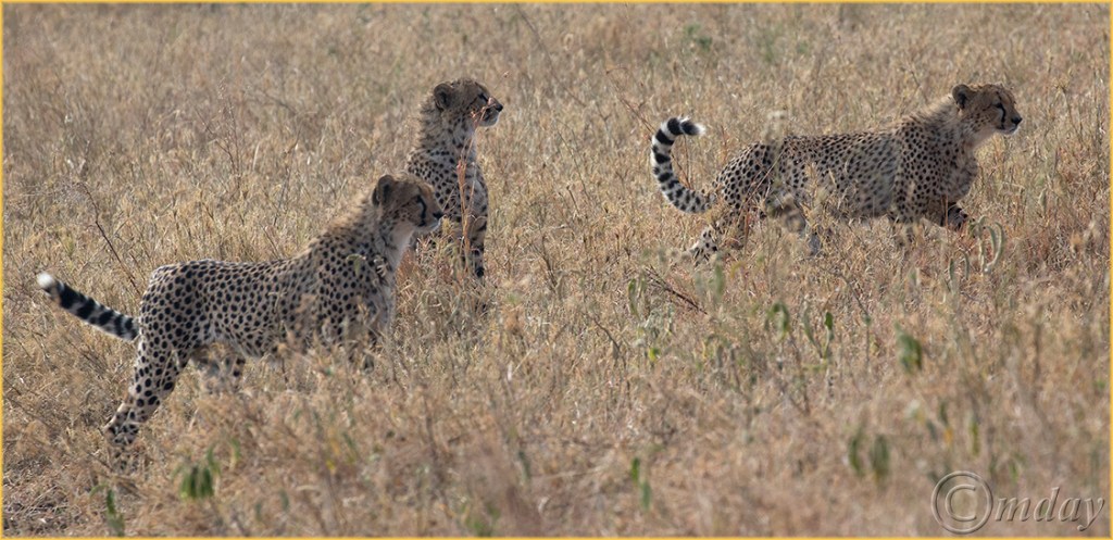 4.1DXb1879CheetahsGrumeti'16(7.5x3.6,150cpyrt)