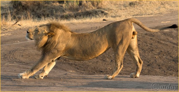 4.1DXb2940MaleLionGrumeti'16(7.5x3.8,150cpyrt)