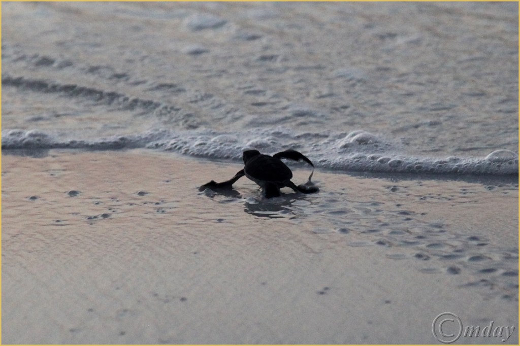 4.5DII*h1102YngSeaTurtles(7.5x5,150cpyrt)