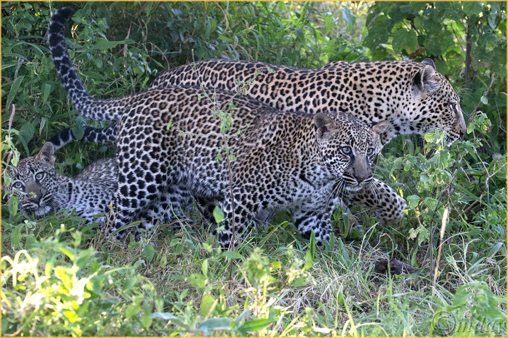 5.1DXb0764LeopardsKlein's'16(7.5x5,150cpyrt)