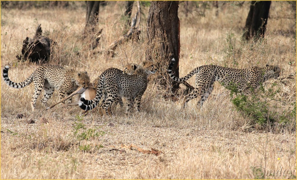 5.1DXb1910CheetahsGrumeti'16(7.5x4.5,150cpyrt)