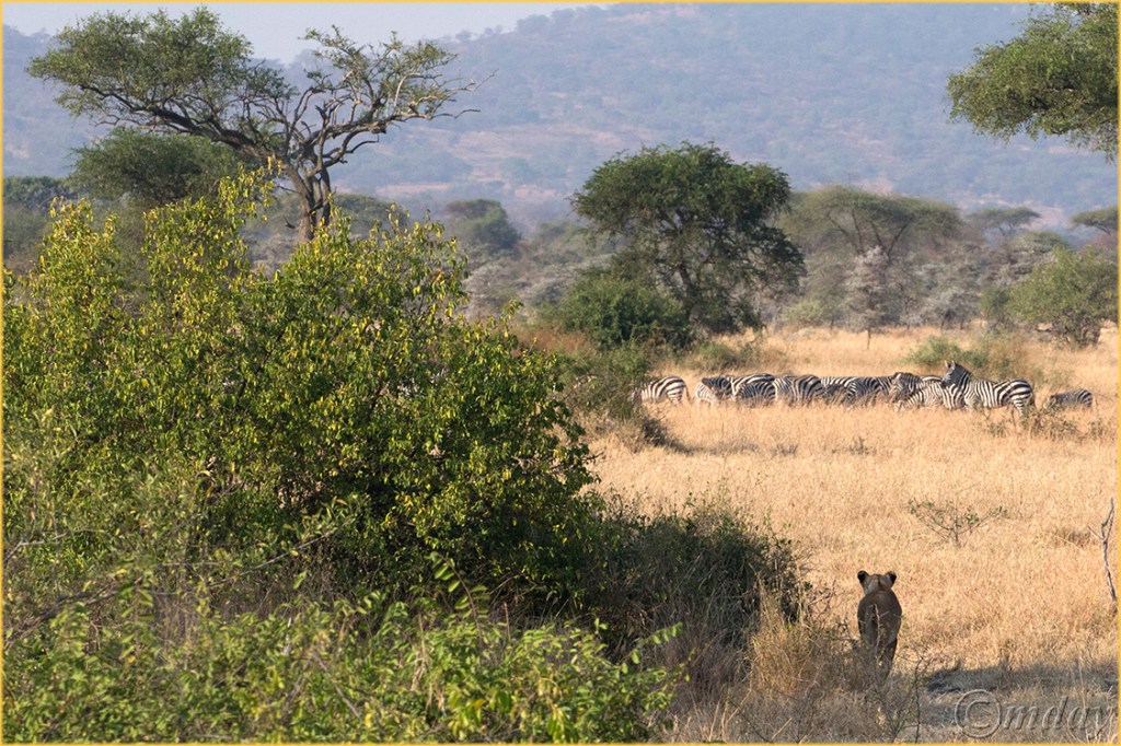 5.1DXb3107LionsGrumeti'16(7.5x5,150cpyrt)