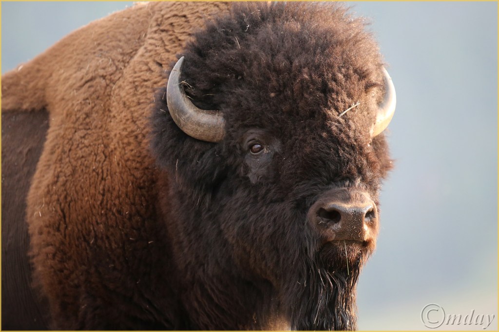 1.1DXb4066BuffaloYNPAug'16(7.5x5,300cpyrt)