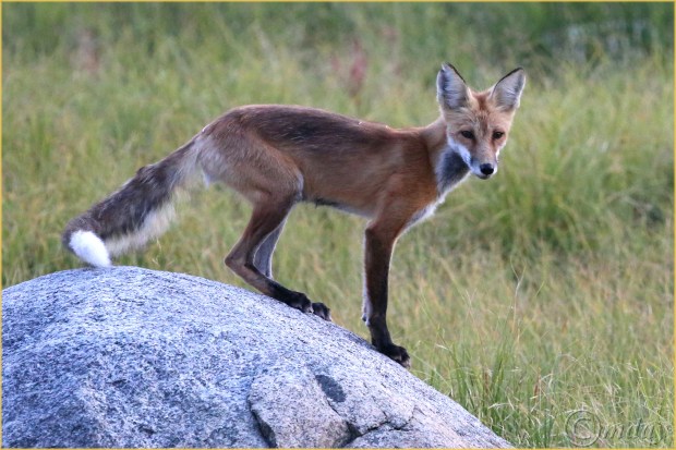 14.1DXb4146RedFoxYNPAug'16(7.5x5,300cpyrt)