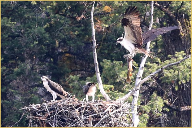 3.1DXb4047OspreyYNPAug'16(7.5x5,300cpyrt)