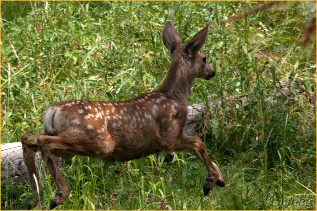 4.5DII*h2247FawnYNPAug'16(7.5x5,300cpyrt)