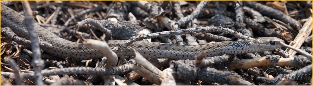 7.5DII*h2161GarterSnakeYNPAug'16(7.5x2,300cpyrt)