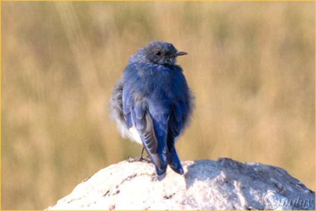 9.1DXb4344BluebirdYNPAug'16(7.5x5,300cpyrt)