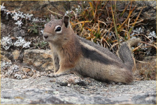 14-5diih3030squirrelrmnpsept167-5x5300cpyrt