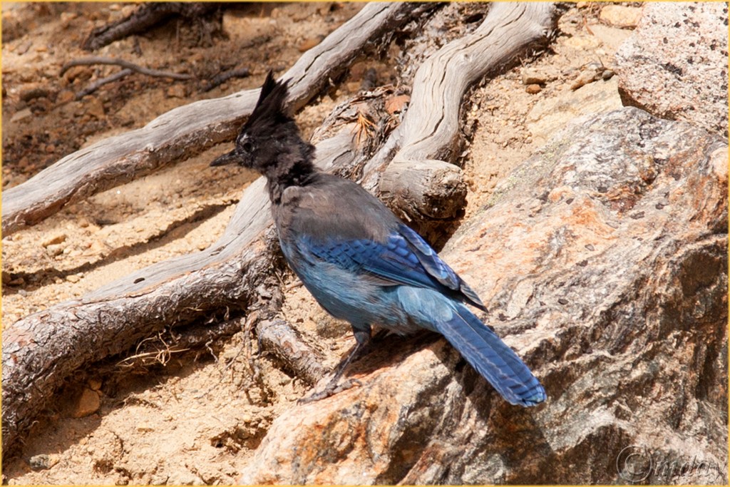 15-5diih2545stellerjayrmnpsept167-5x5300cpyrt