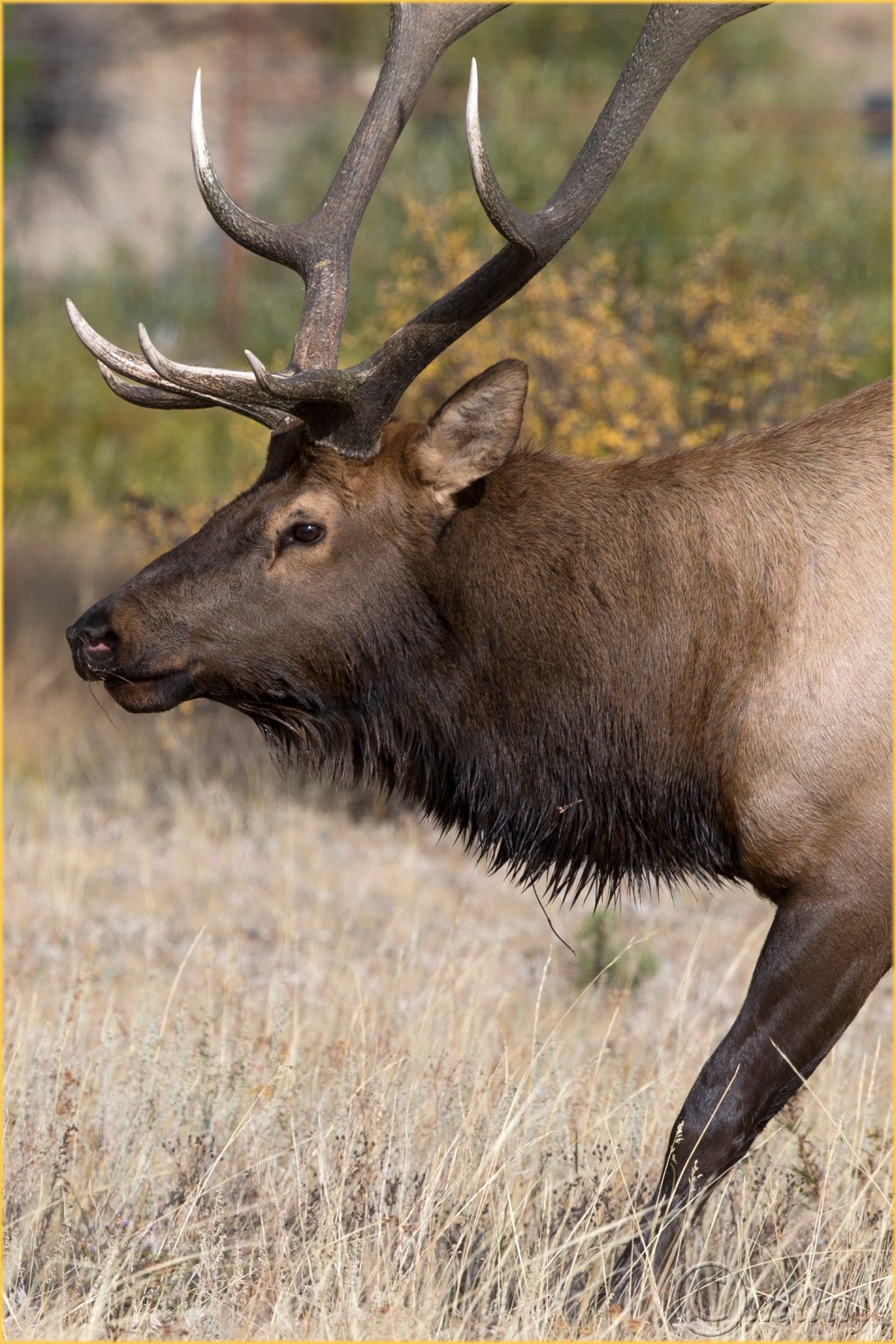 18-1dxb4891bullelkrmnpsept167-5x5300cpyrt