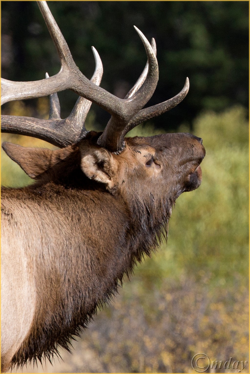 19-1dxb4946bullelkrmnpsept167-5x5300cpyrt