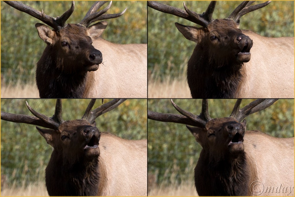 20-elkbuglingcollage7-5x5300cpyrt