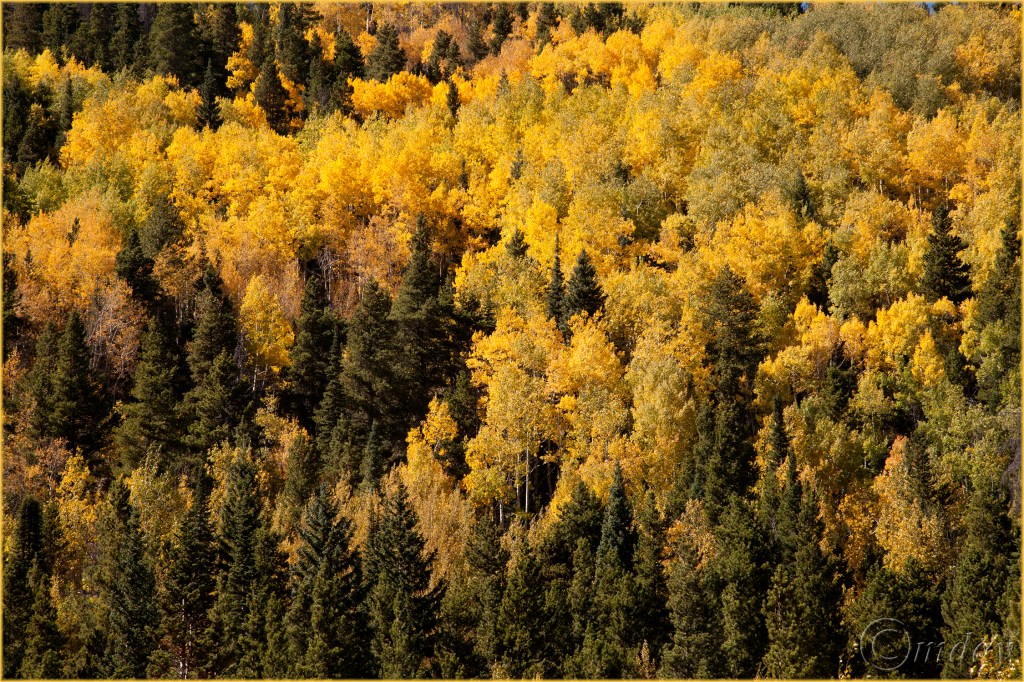 4-5diic3951fallcolorsrmnpsept157-5x5300cpyrt