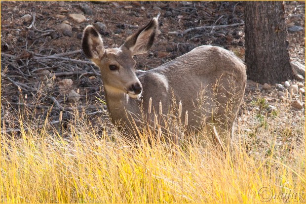5-5diih3138deerrmnpsept167-5x5300cpyrt
