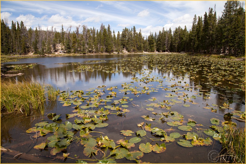 9-5diih2530nymphlkrmnpsept167-5x5300cpyrt