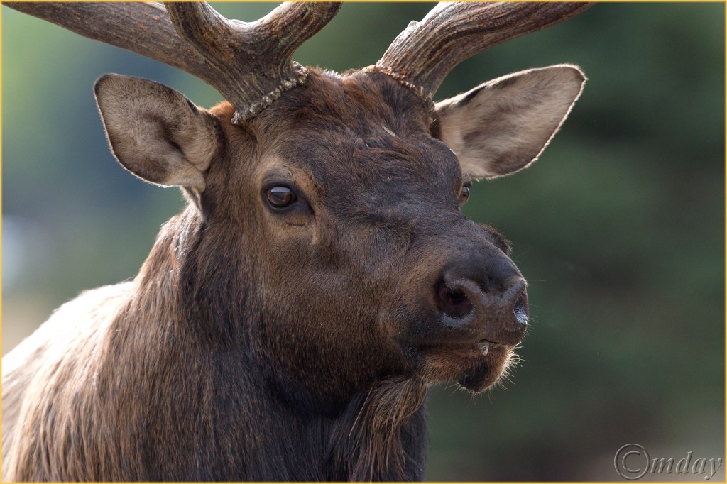 a-1dxb4974bullelkrmnpsept16h7-5x5300cpyrt