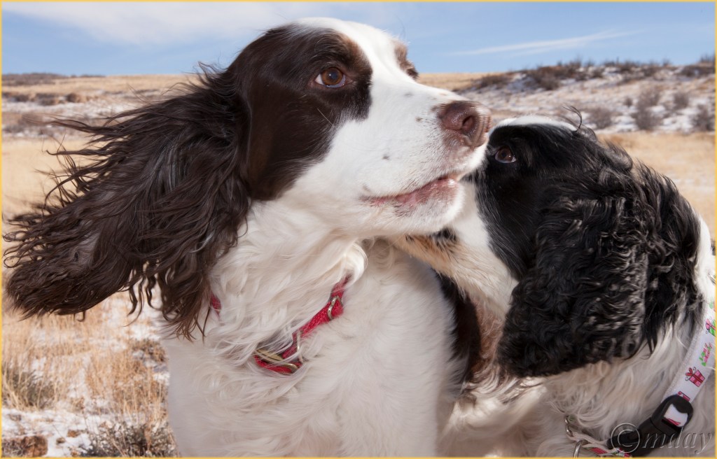 5diih4000rustysorrel12-26-167-5x4-1300cpyrt