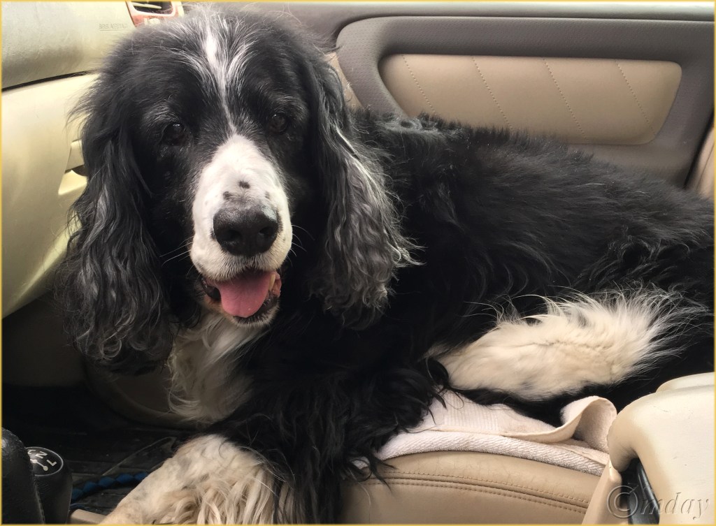 iphone0929trapper12-30-167-5x5-5300cpyrt