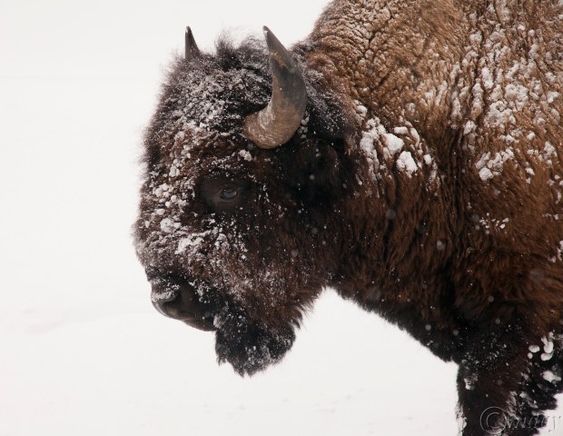 10-5diih4258bisonynp2177-5x5-8300cpyrt