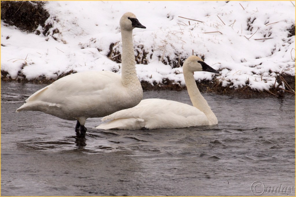 13-1dxb5410trumpterswansynpfeb177-5x5300cpyrt