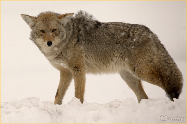 14-1dxb5172coyoteynpfeb177-5x5300cpyrt