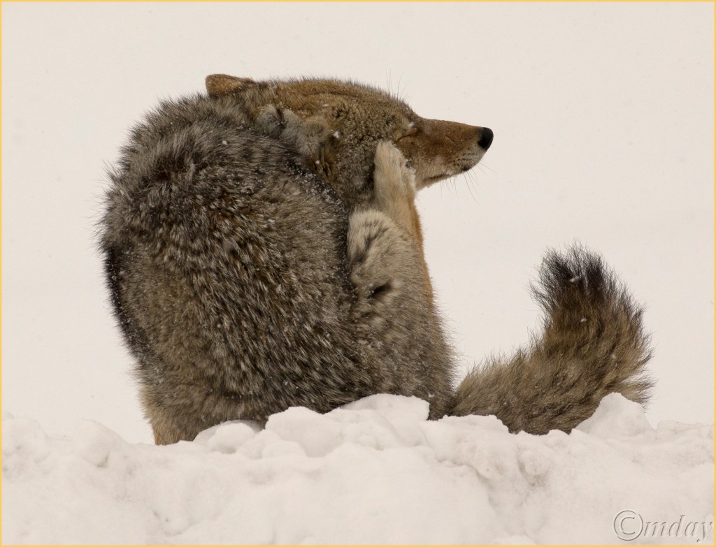 15-1dxb5175coyoteynpfeb177-5x5-7300cpyrt