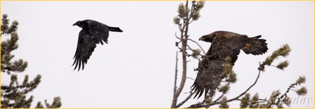 16-1dxb5553baldeagleynpfeb177-5x2-6300cpyrt