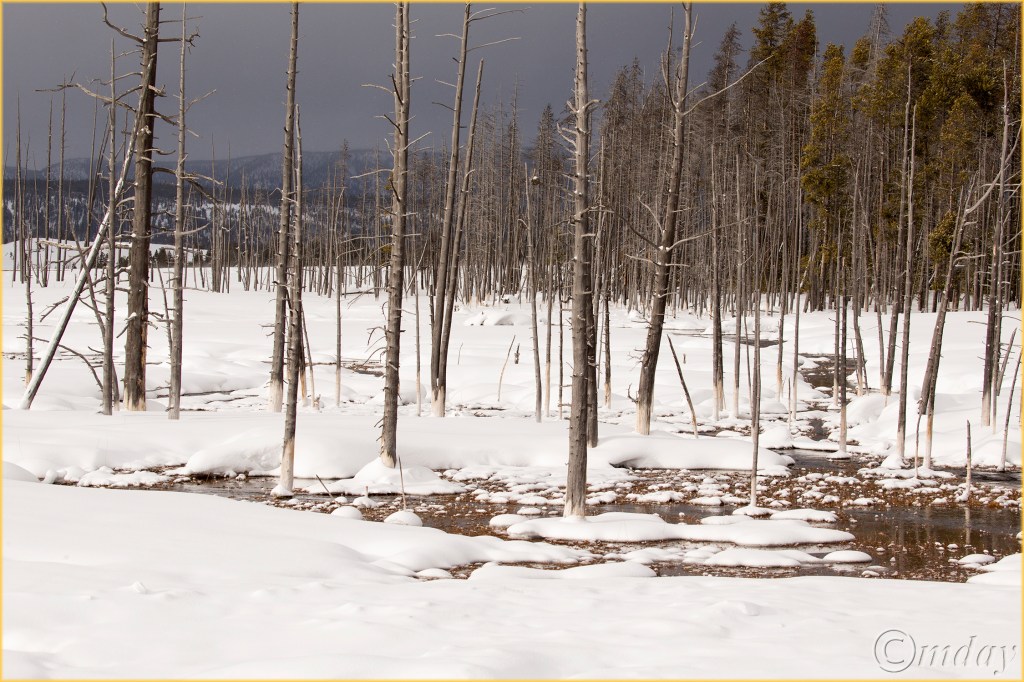 17-1dxb5594bobbysockstreesynpfeb177-5x5300cpyrt