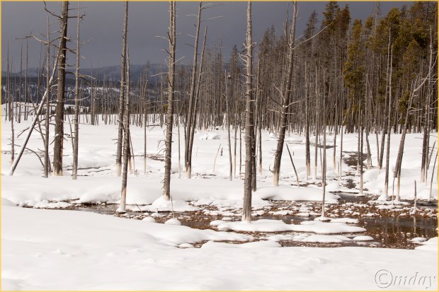 17-1dxb5594bobbysockstreesynpfeb177-5x5300cpyrt