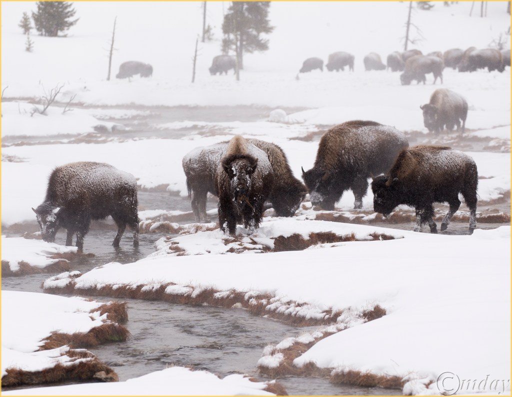 2-1dxb5344bisonfireholerynpfeb175-7x7-5300cpyrt