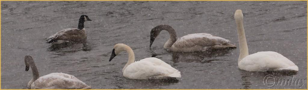 3-1dxb5499trumpterswansynpfeb177-5x2300cpyrt