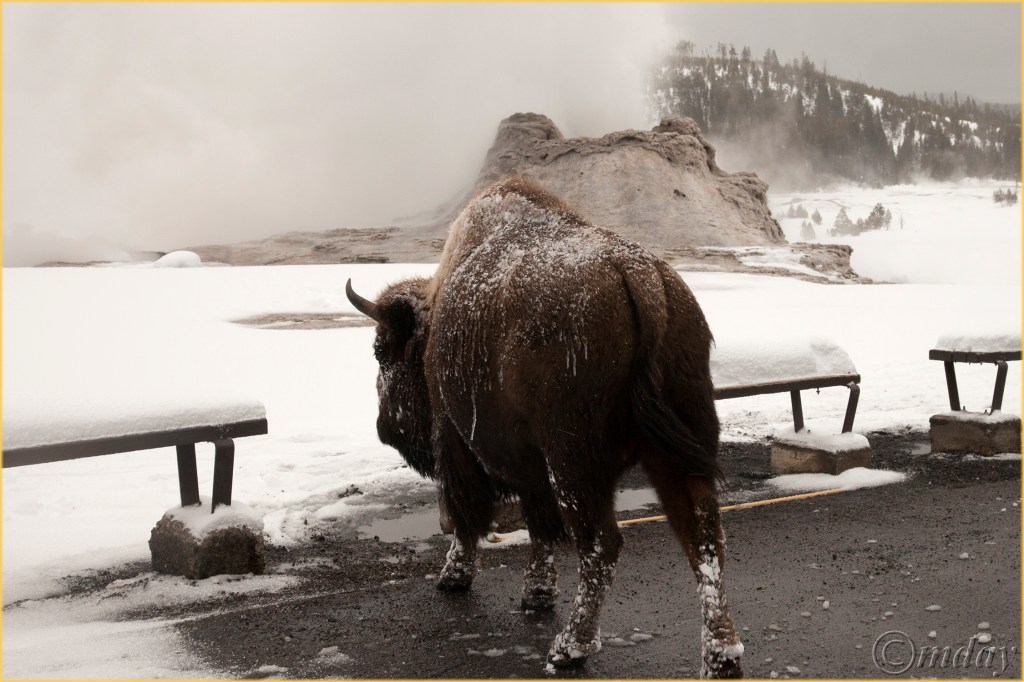 6-5diih4621bisoncastlegeyserynpfeb177-5x5300cpyrt