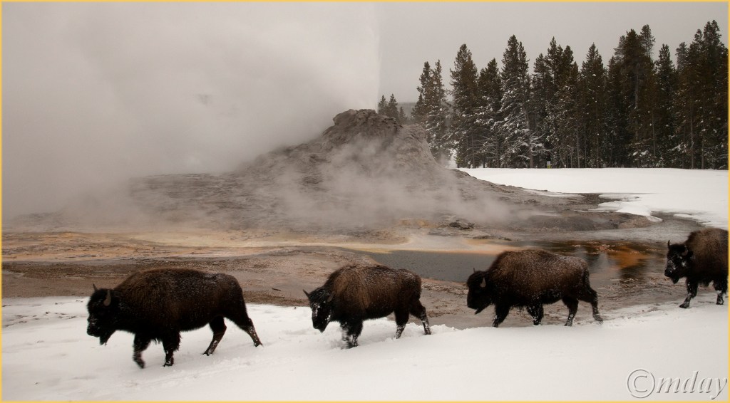 8-5diih4628bisoncastlegeyserynpfeb177-5x4-5300cpyrt