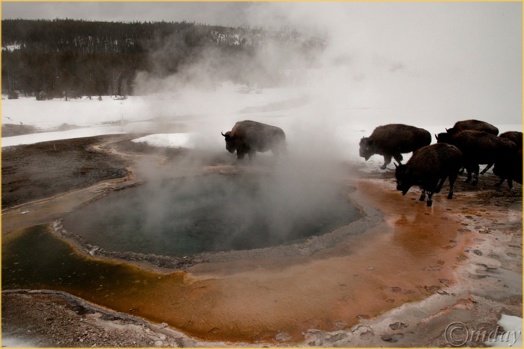 9-5diih4635bisoncrestedpoolynpfeb177-5x5300cpyrt