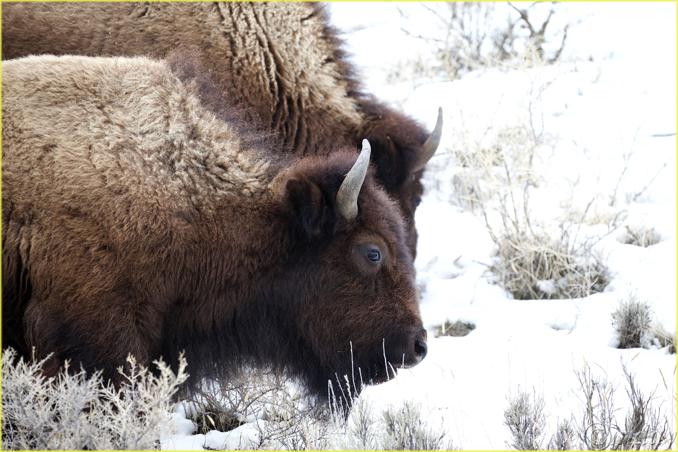 10.1DXb6597BisonYNPFeb'18(7.5x5,300bd)