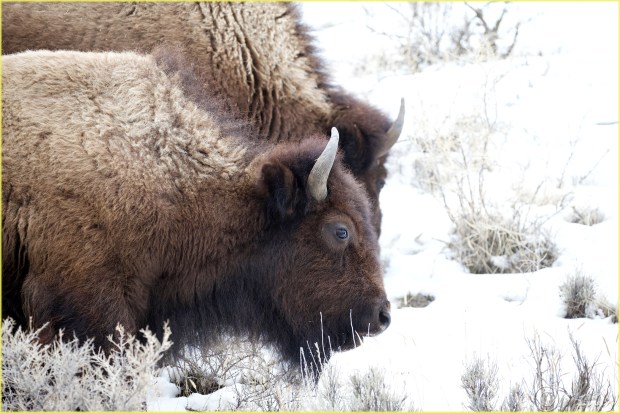 10.1DXb6597BisonYNPFeb'18(7.5x5,300bd)