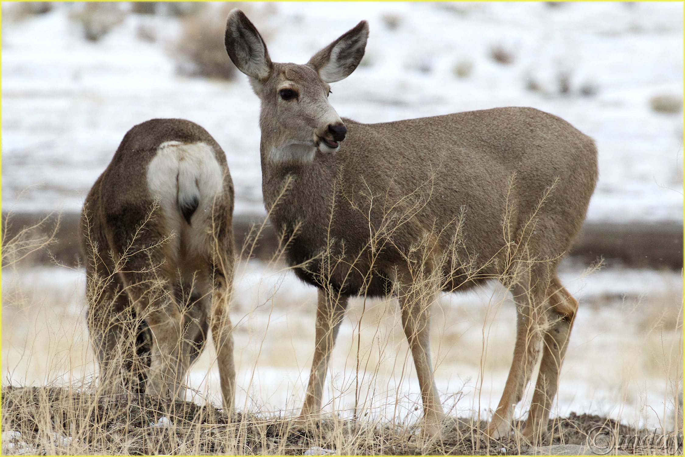 11.1DXb6707MuledeerYNPFeb'18(7.5x5,300bd)