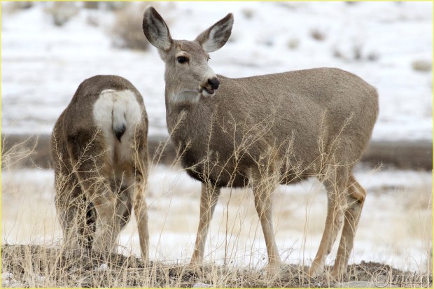 11.1DXb6707MuledeerYNPFeb'18(7.5x5,300bd)