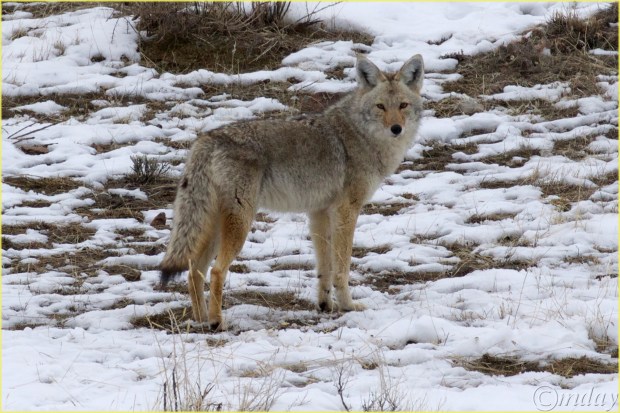 13.1DXb6683CoyoteYNPFeb'18(7.5x5,300cpyrtbd)