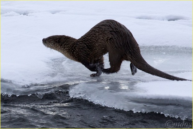 16.1DXb6509RiverOtterYNPFeb'18(7.5x5,300bd)