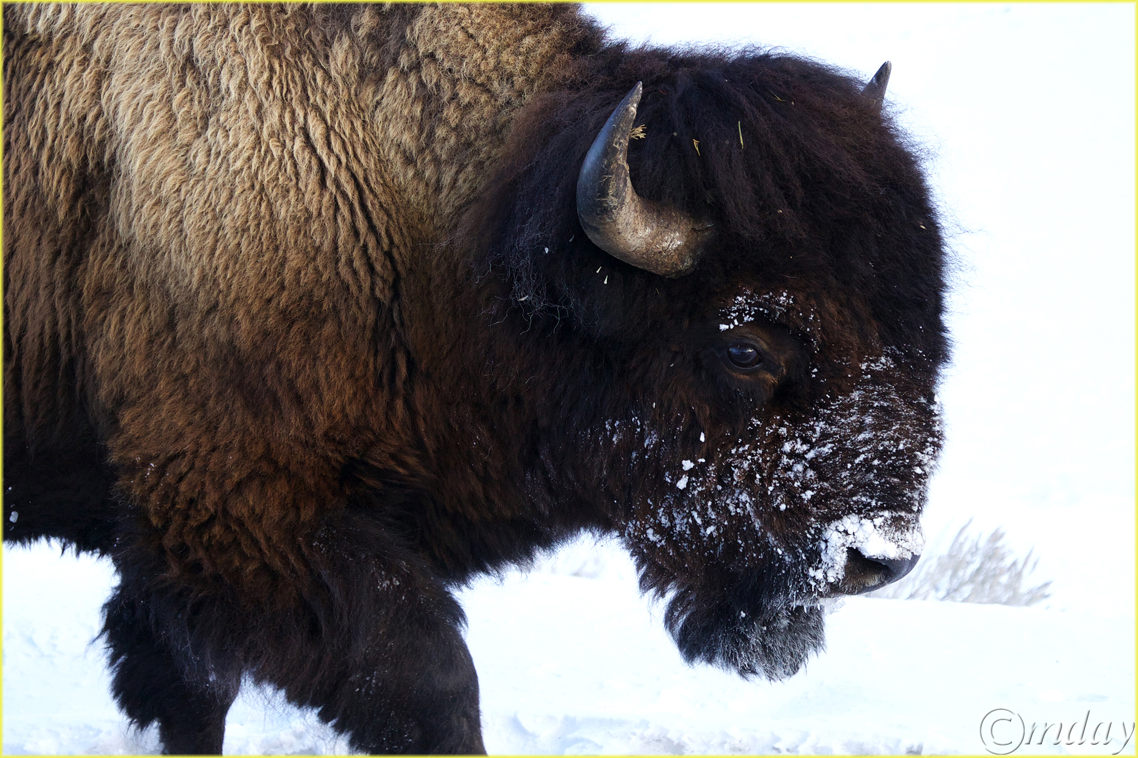 18.5DII*i4913BisonLamarValleyYNPFeb'18(c7.5x5,300cpyrtbd)