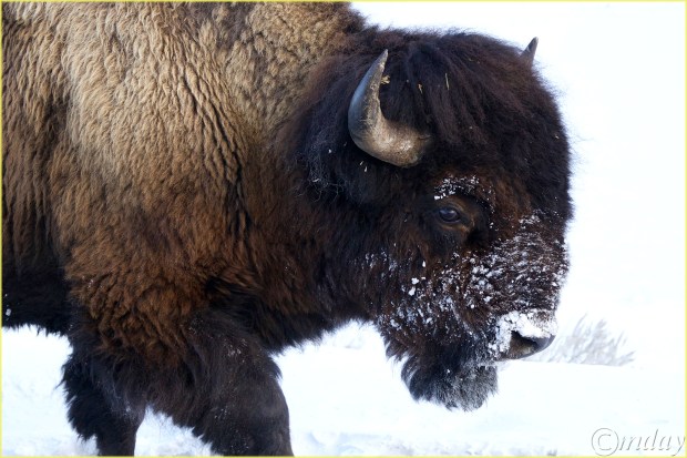 18.5DII*i4913BisonLamarValleyYNPFeb'18(c7.5x5,300cpyrtbd)