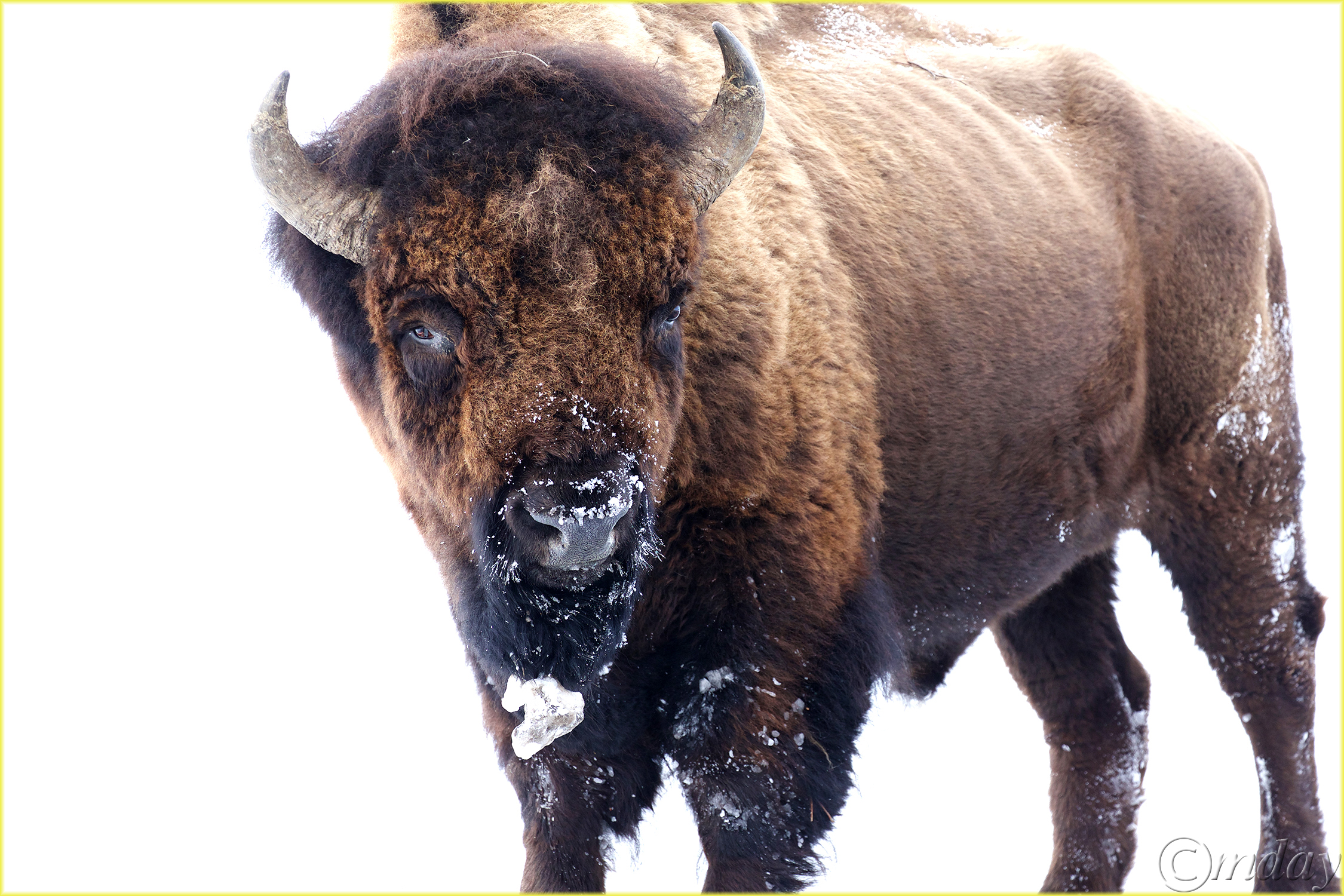 19.1DXb6536BisonYNPFeb'18(7.5x5,300bd)