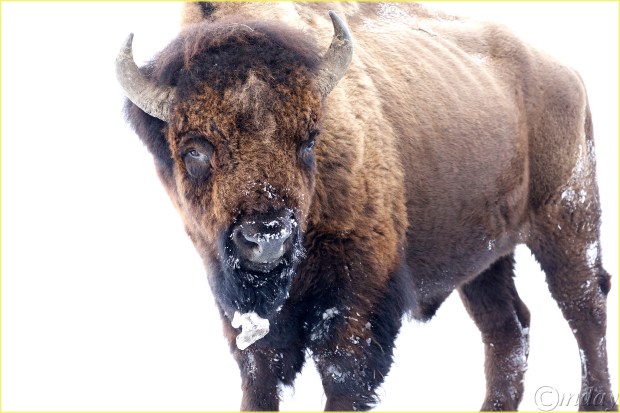 19.1DXb6536BisonYNPFeb'18(7.5x5,300bd)