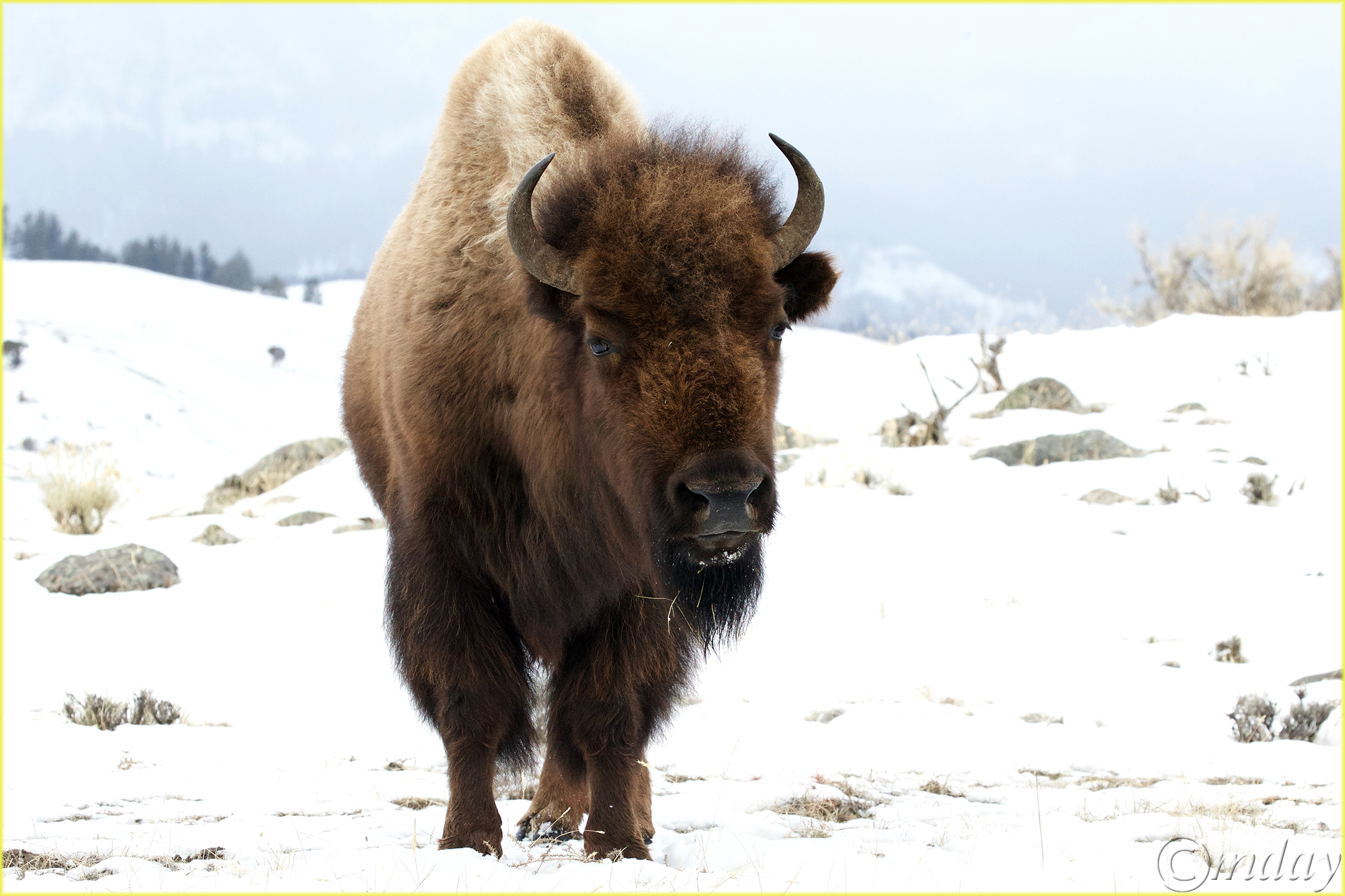 20.1DXb6640BisonYNPFeb'18(7.5x5,300cpyrtbd)