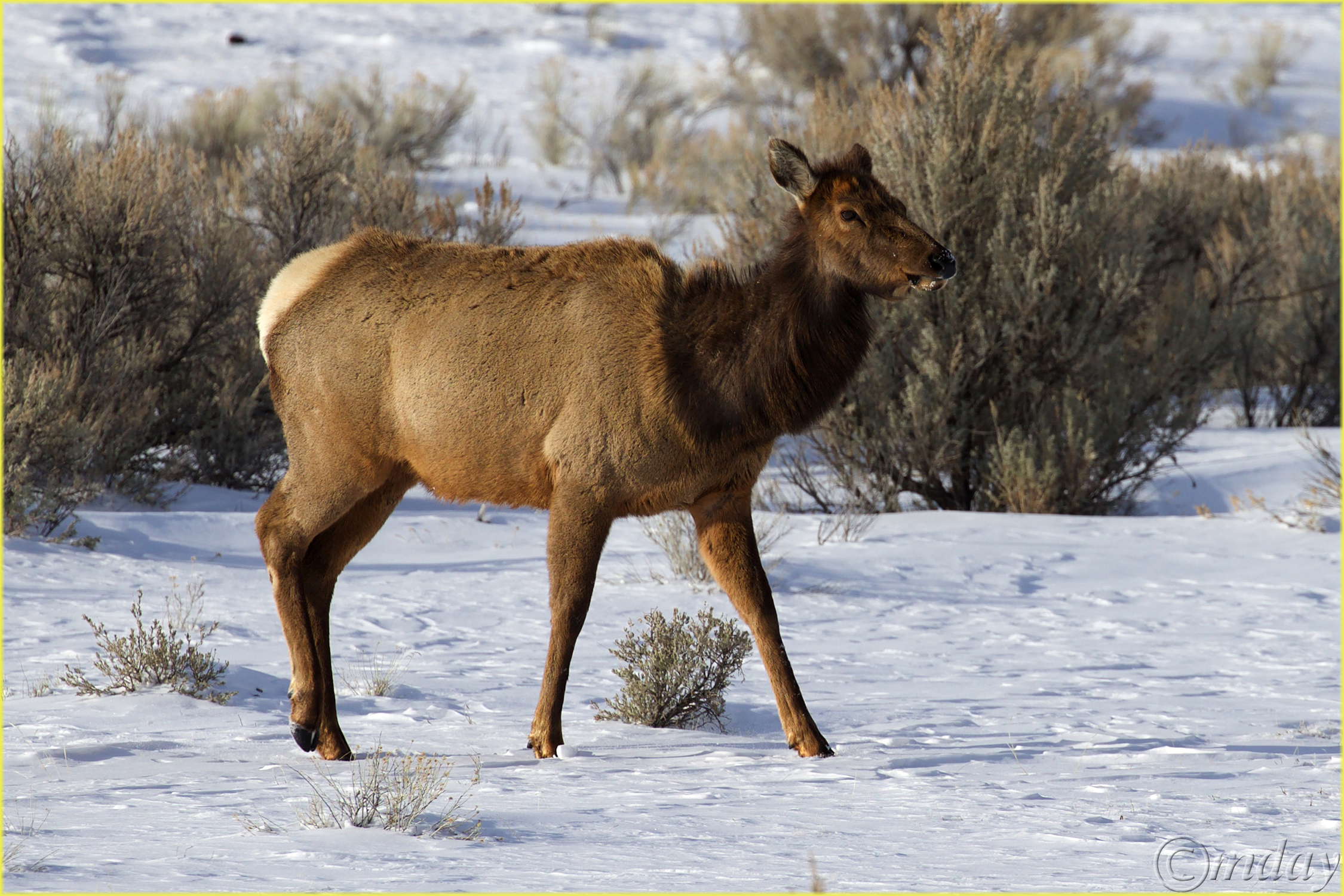 9.1DXb6569FemaleElkYNPFeb'18(7.5x5,300bd)