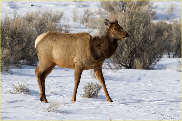 9.1DXb6569FemaleElkYNPFeb'18(7.5x5,300bd)